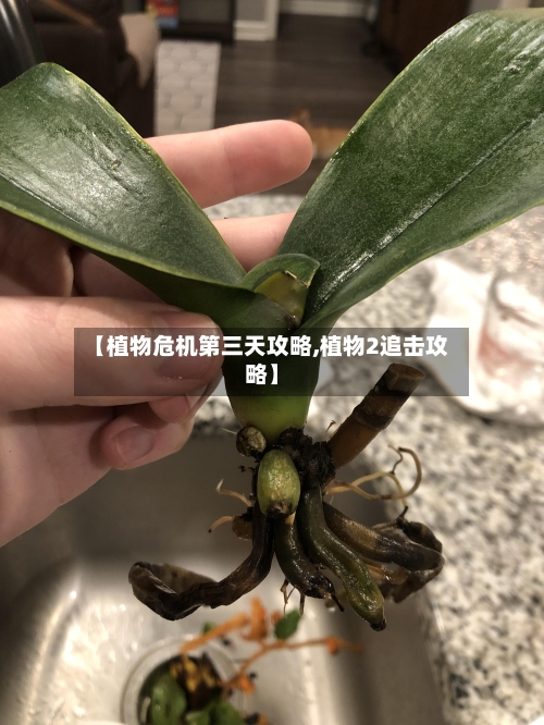 【植物危机第三天攻略,植物2追击攻略】-第3张图片