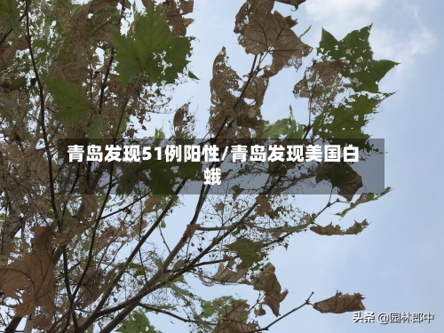 青岛发现51例阳性/青岛发现美国白蛾-第3张图片