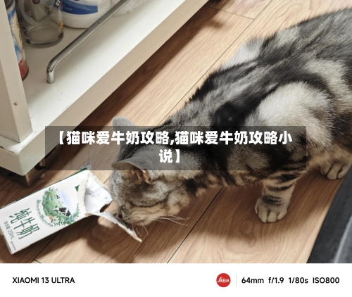 【猫咪爱牛奶攻略,猫咪爱牛奶攻略小说】-第3张图片