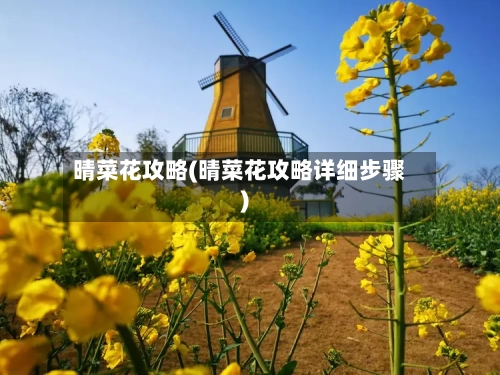 晴菜花攻略(晴菜花攻略详细步骤)