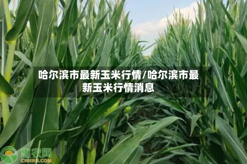 哈尔滨市最新玉米行情/哈尔滨市最新玉米行情消息-第2张图片