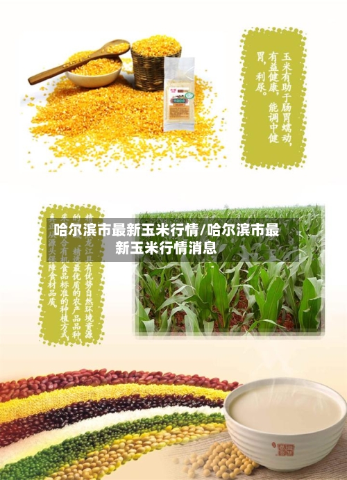 哈尔滨市最新玉米行情/哈尔滨市最新玉米行情消息