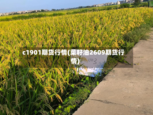 c1901期货行情(菜籽油2609期货行情)-第2张图片