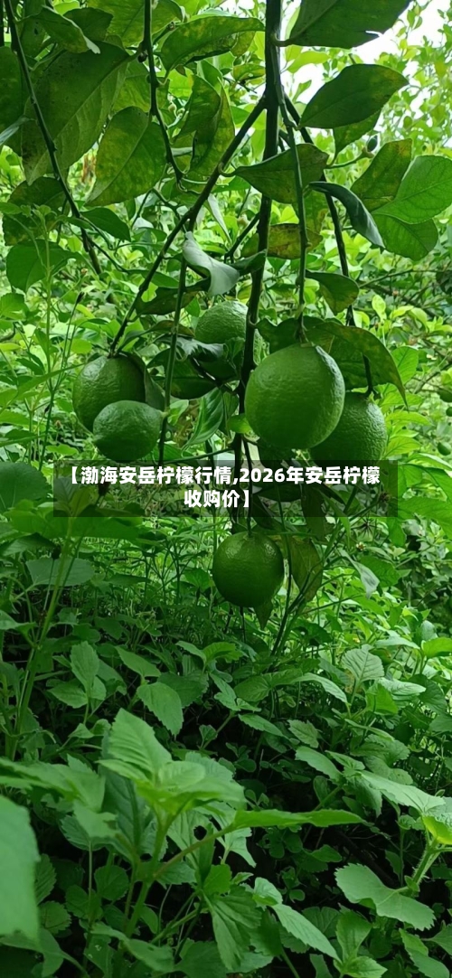 【渤海安岳柠檬行情,2026年安岳柠檬收购价】-第3张图片