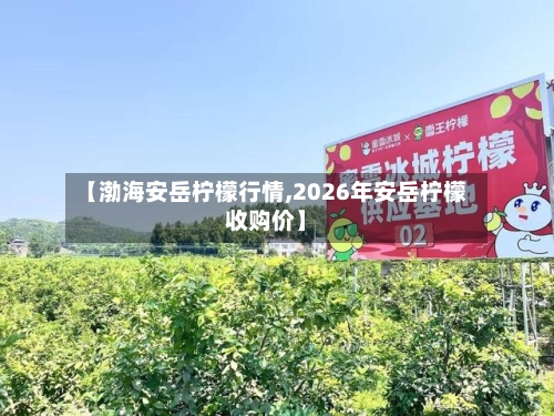 【渤海安岳柠檬行情,2026年安岳柠檬收购价】-第2张图片