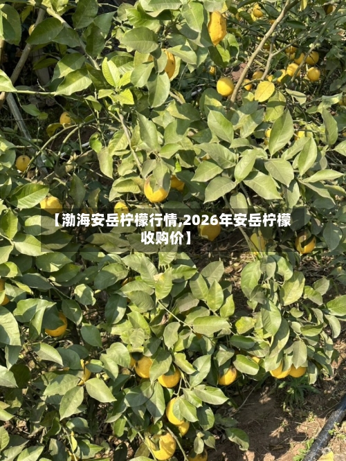 【渤海安岳柠檬行情,2026年安岳柠檬收购价】