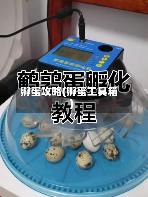 孵蛋攻略(孵蛋工具箱)-第2张图片