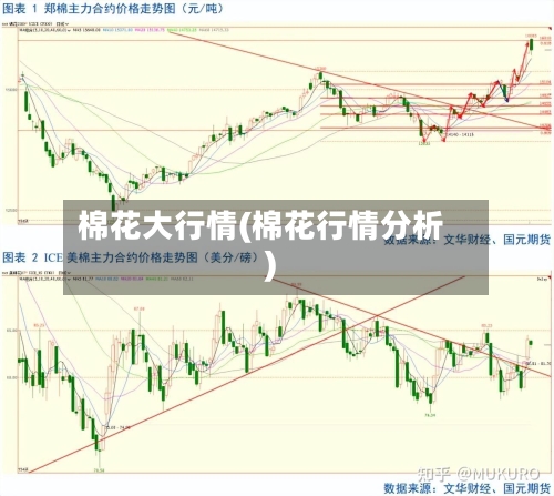 棉花大行情(棉花行情分析)