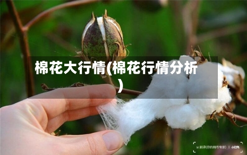棉花大行情(棉花行情分析)-第3张图片