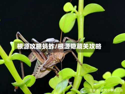根源攻略蚂蚱/根源隐藏关攻略