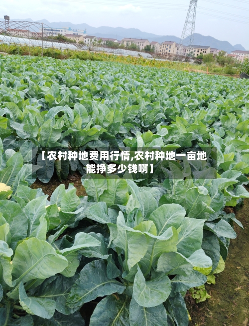 【农村种地费用行情,农村种地一亩地能挣多少钱啊】-第2张图片