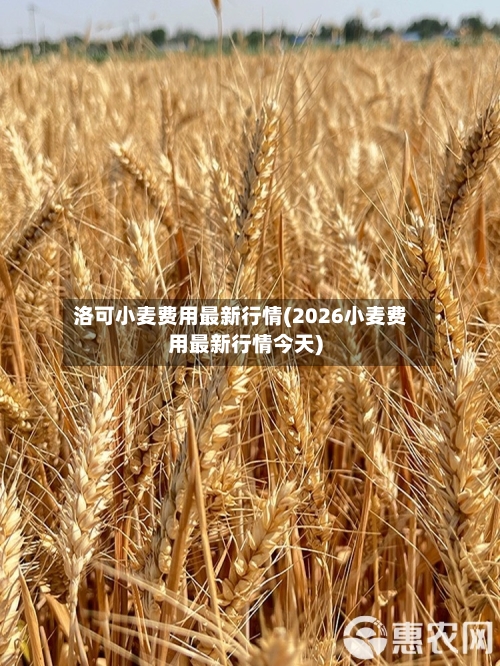 洛可小麦费用最新行情(2026小麦费用最新行情今天)-第2张图片